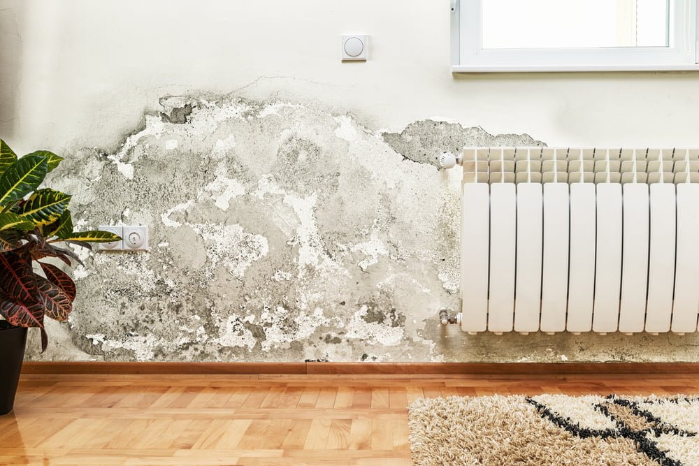 Everything about Mold Toxicity_Meeting Point Health