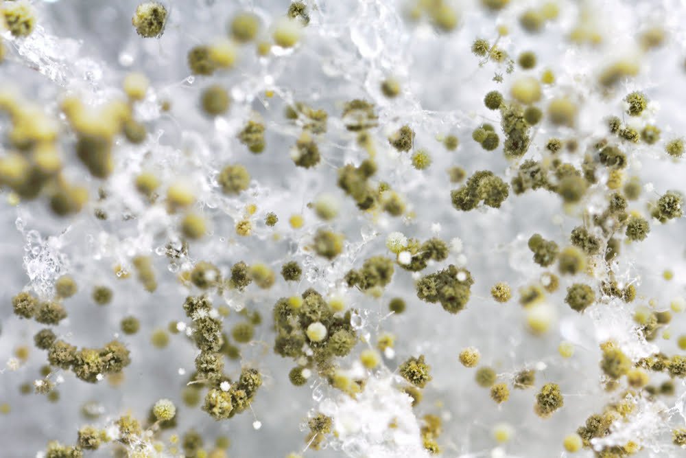 Mold Toxicity_Meeting Point Health