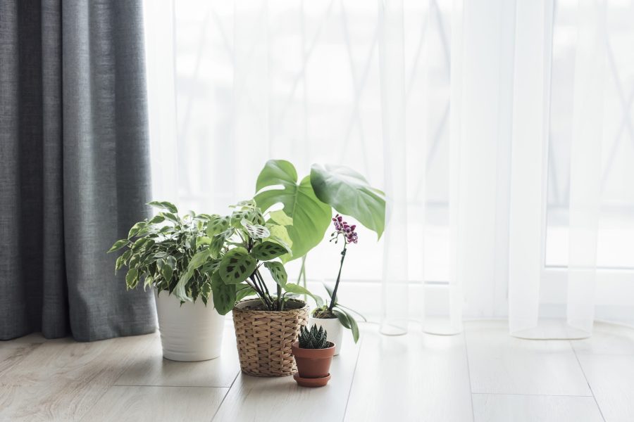 different-house-plants-on-the-floor